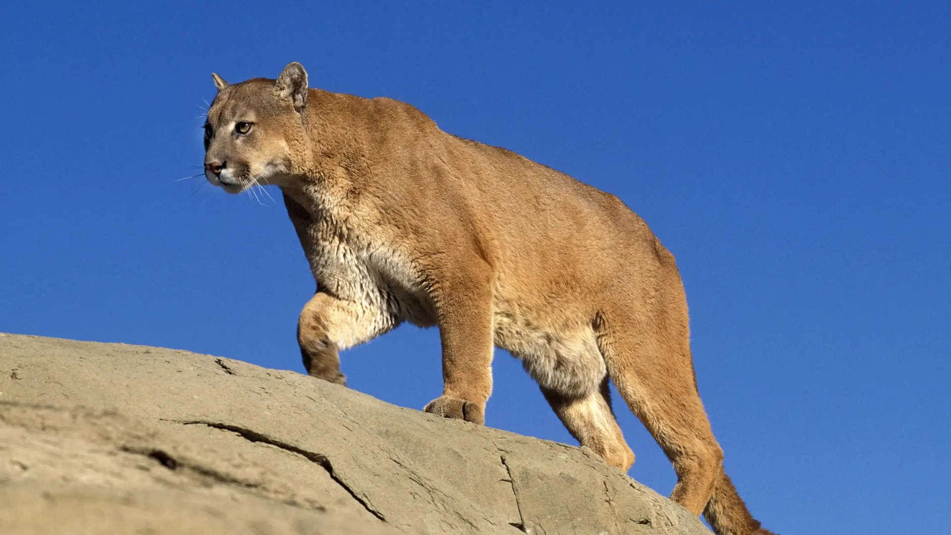 They identify the two brothers who were attacked by a mountain lion while collecting deer antlers in California