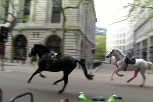 Video |  Chaos in London after several horses escape from the British army |  Videos