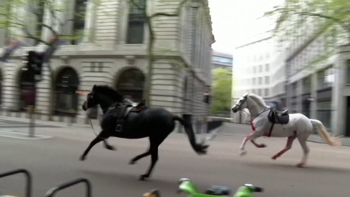 Video |  Chaos in London after several horses escape from the British army |  Videos