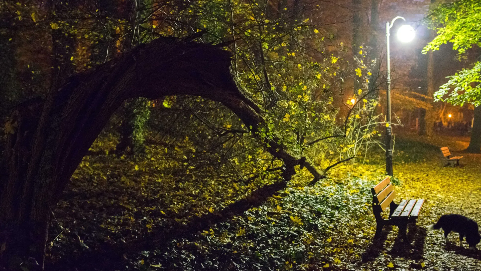 At least five dead, including two minors, when they were crushed by trees in a wind storm in Poland