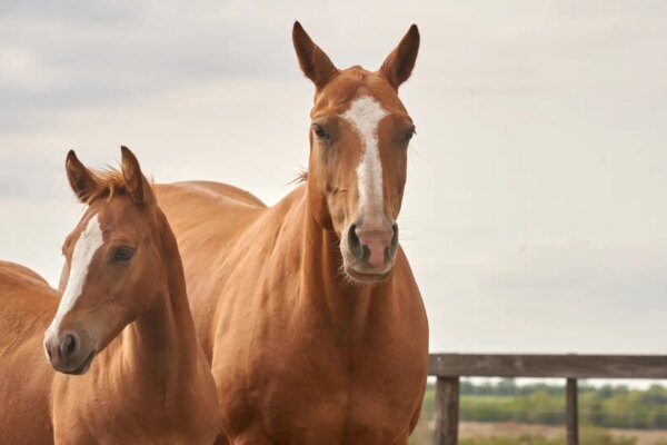 Australia resumes killing thousands of wild horses in a natural park