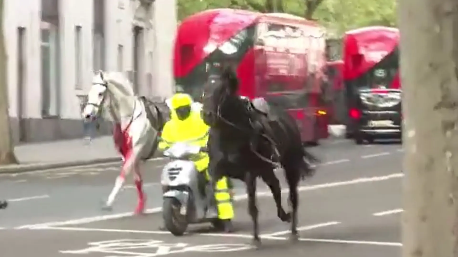 Five British Army horses wreak havoc in central London, leaving four injured