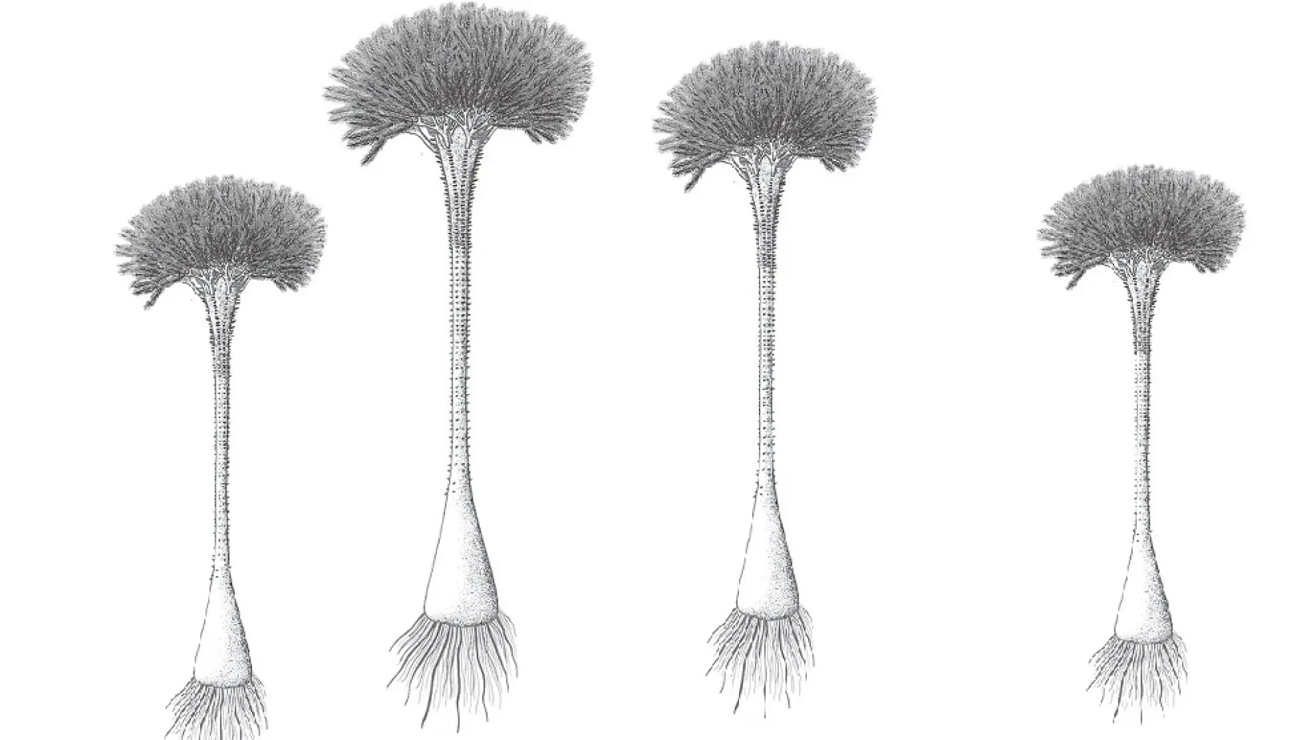 This is the oldest forest on the planet discovered in the United Kingdom