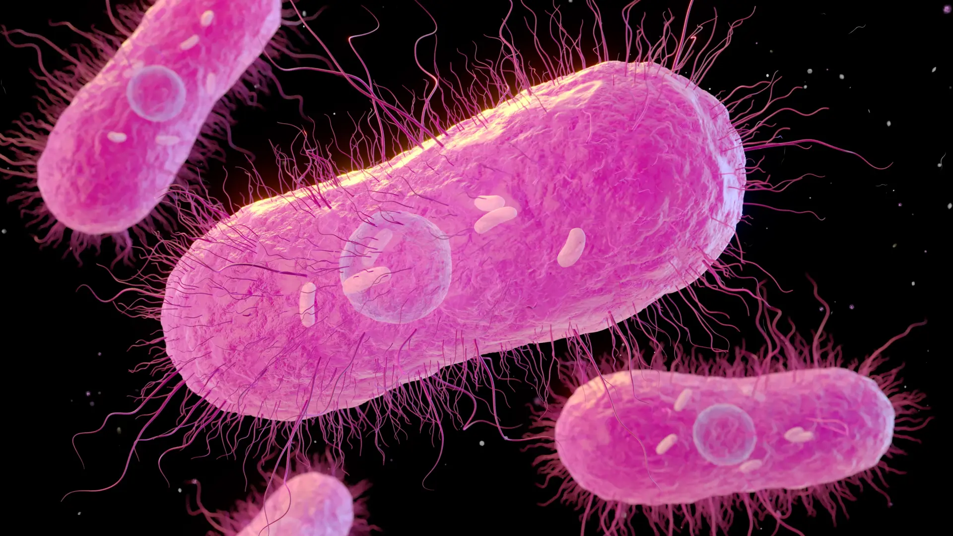 These are the 15 resistant superbacteria that alert the WHO: "They can undermine the achievements of modern medicine"